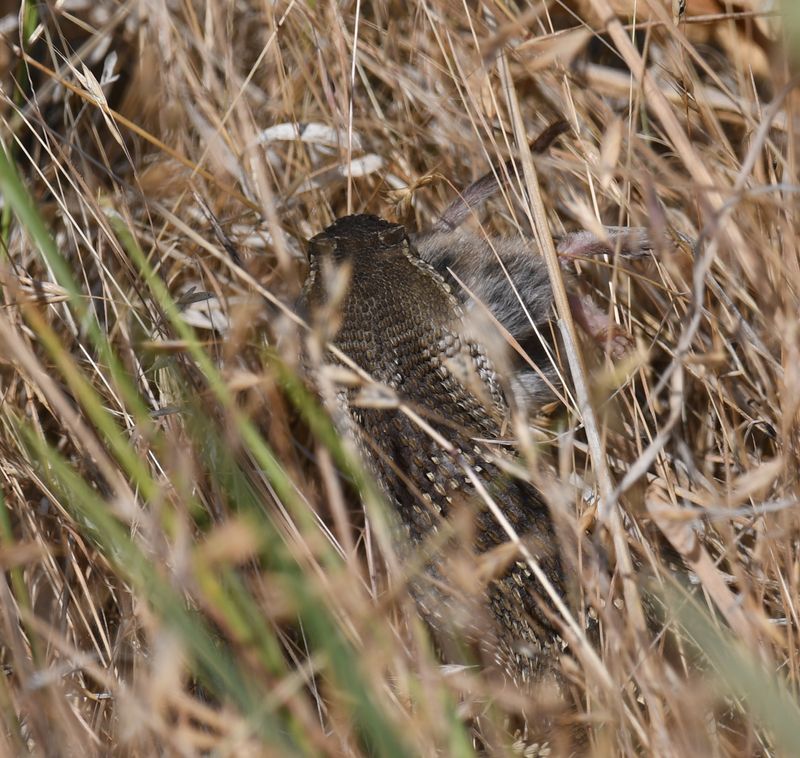 Northern Pacific Rattlesnake