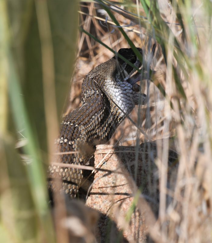 Northern Pacific Rattlesnake