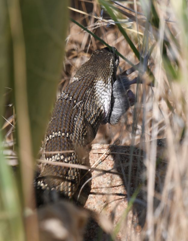 Northern Pacific Rattlesnake