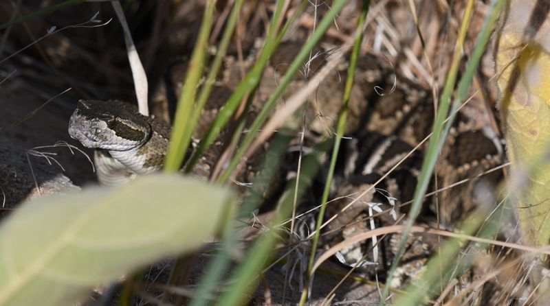 Northern Pacific Rattlesnake