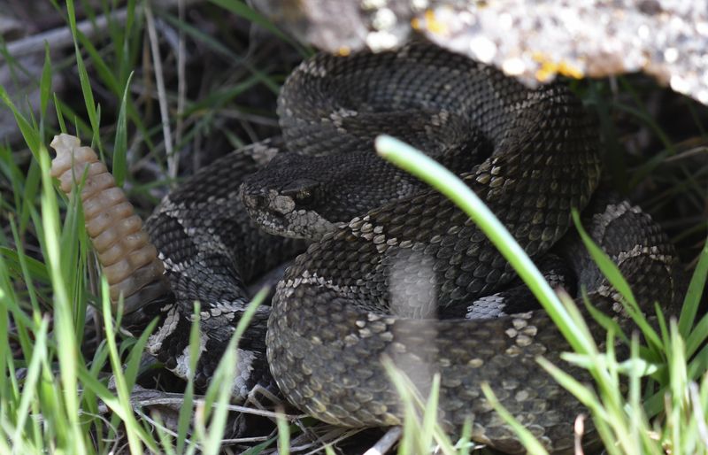 Rattlesnake, Northern Pacific