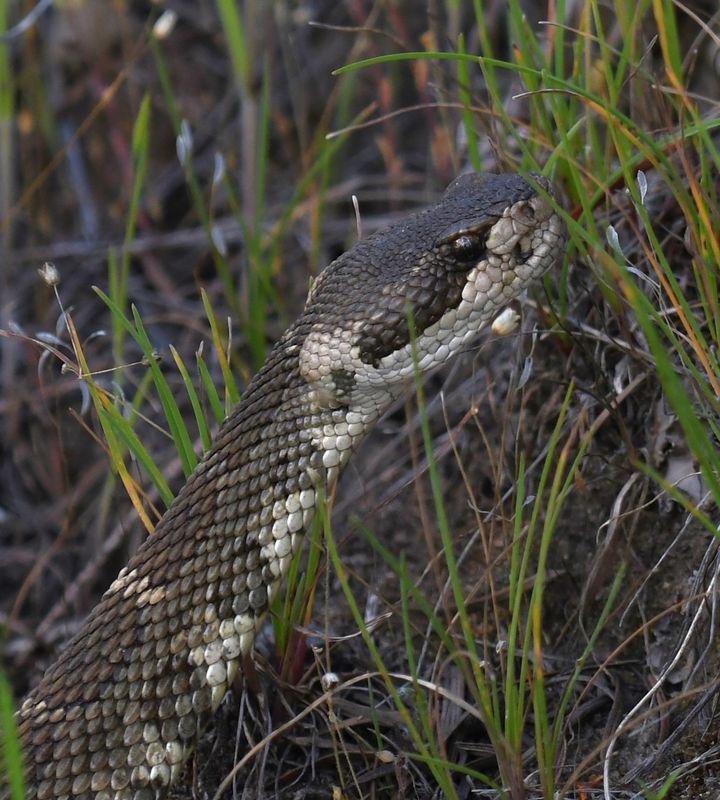 Northern Pacific Rattlesnake