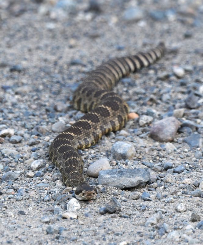 Northern Pacific Rattlesnake