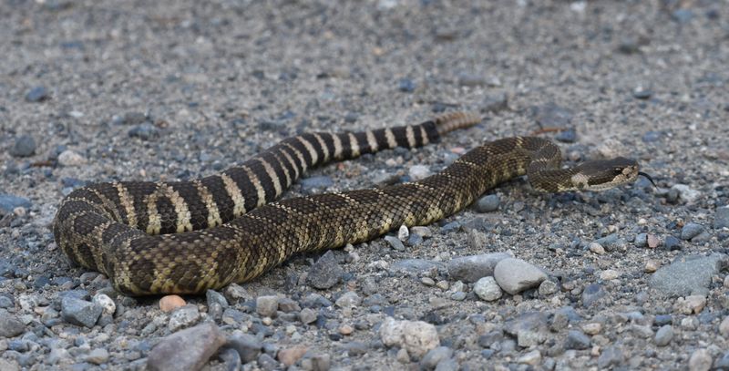 Northern Pacific Rattlesnake