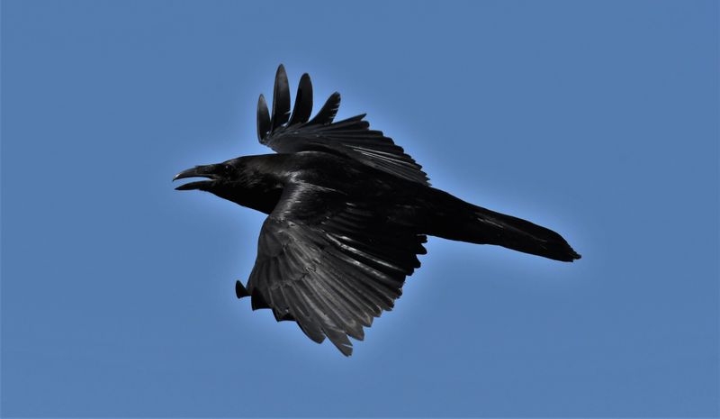 Common Raven
