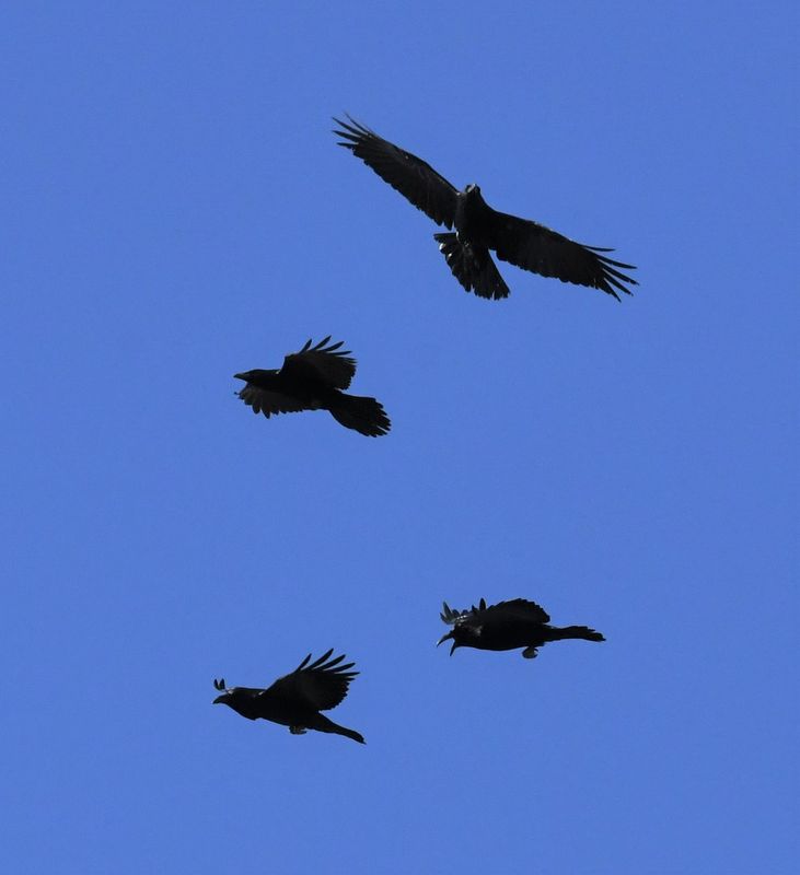 Common Raven