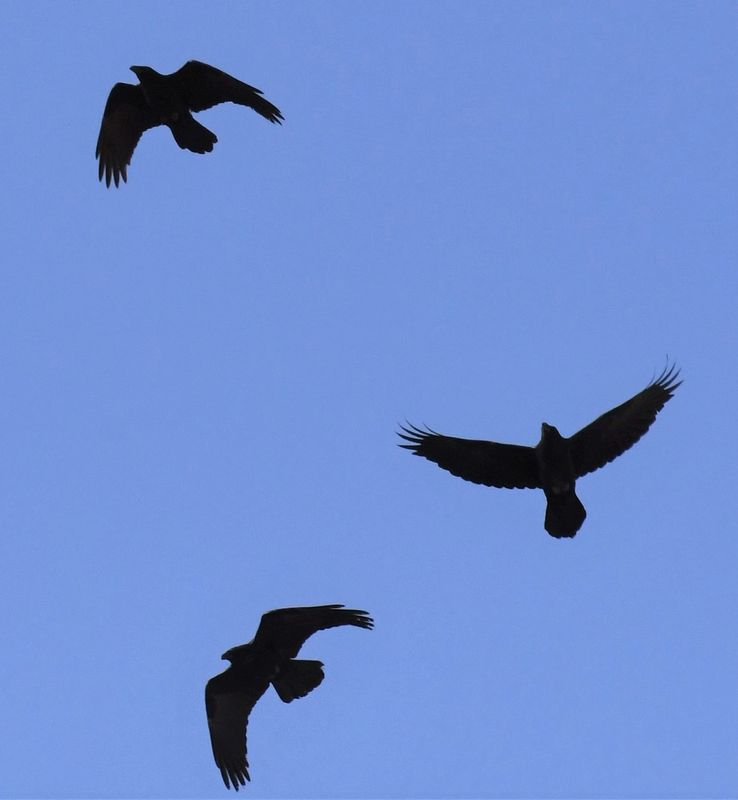 Common Raven