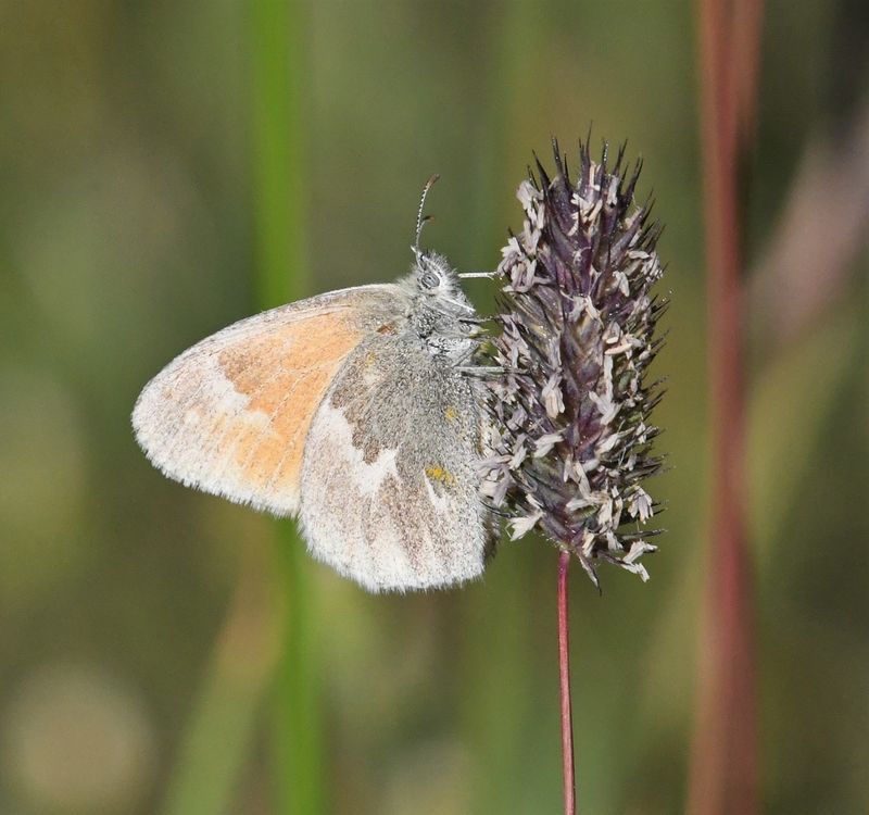 Ochre Ringlet: Coenonympha tullia