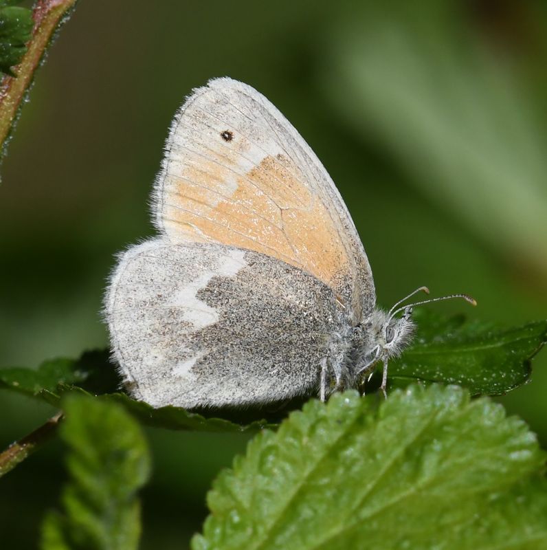 Ochre Ringlet: Coenonympha tullia