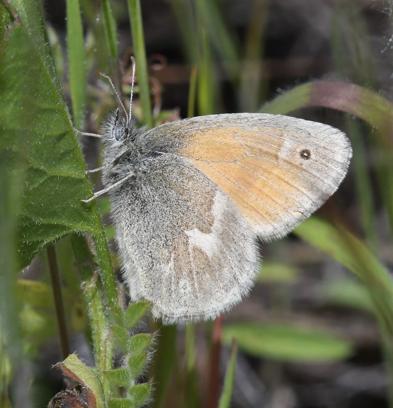 Ochre Ringlet: Coenonympha tullia