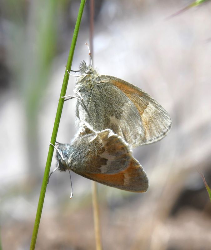 Ochre Ringlet: Coenonympha tullia