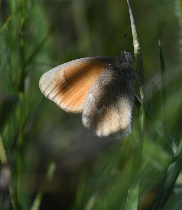 Ochre Ringlet: Coenonympha tullia