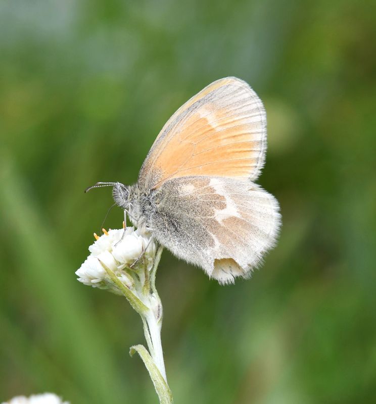Ochre Ringlet: Coenonympha tullia