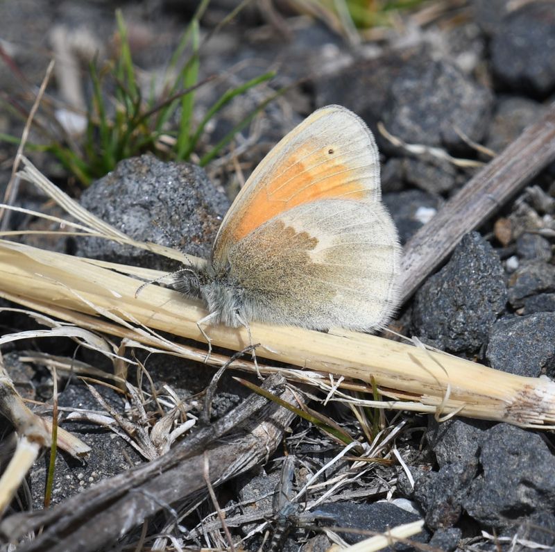 Ochre Ringlet: Coenonympha tullia