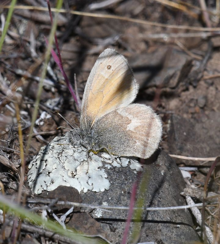 Ochre Ringlet: Coenonympha tullia
