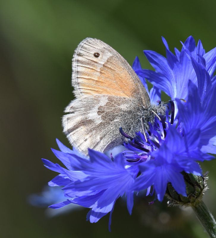 Ochre Ringlet: Coenonympha tullia