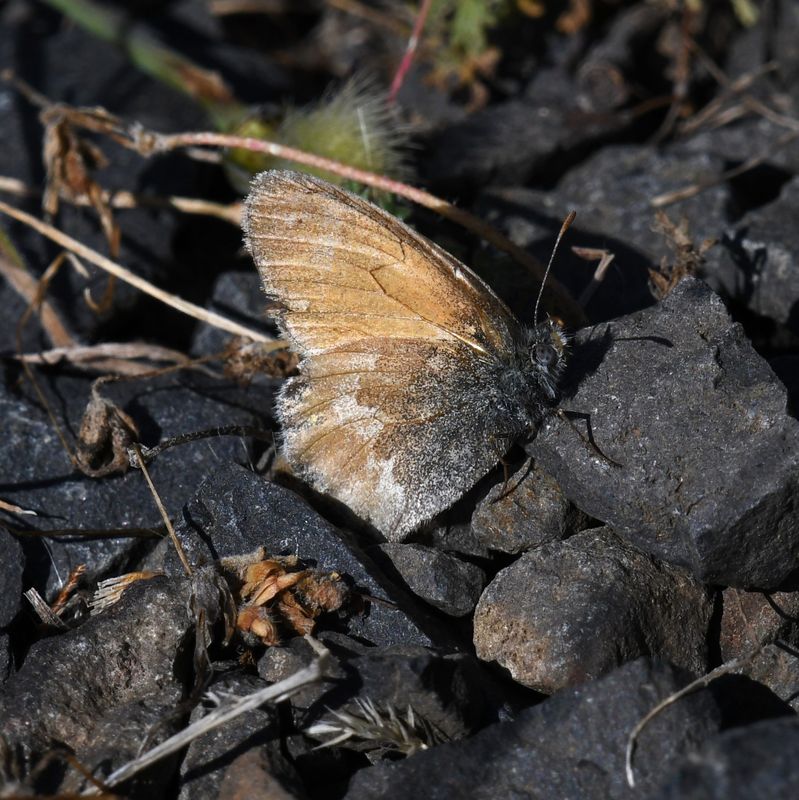 Ochre Ringlet: Coenonympha tullia