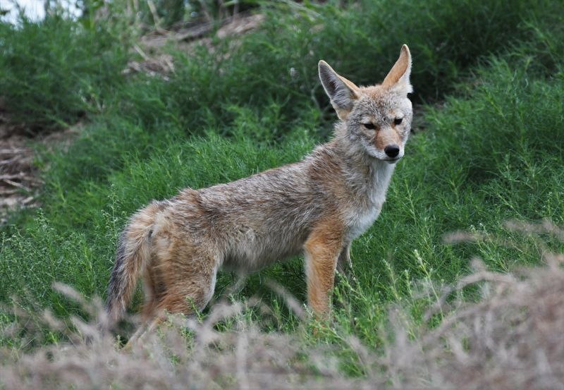 Coyote
