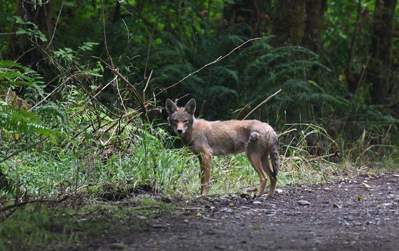 Coyote
