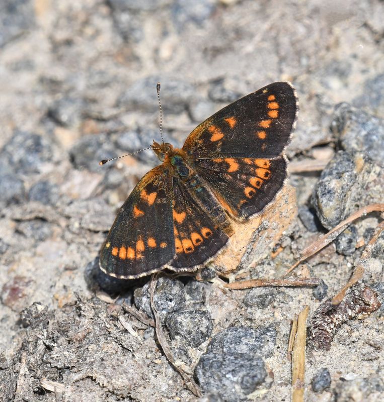Field Crescent: Phyciodes pulchella