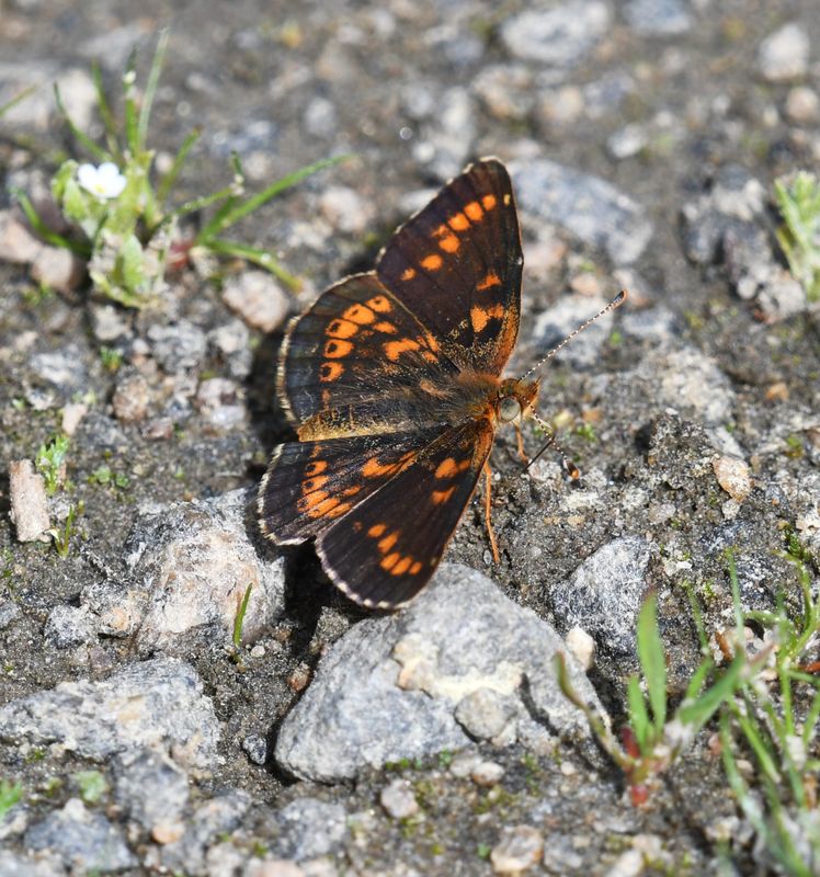 Field Crescent: Phyciodes pulchella