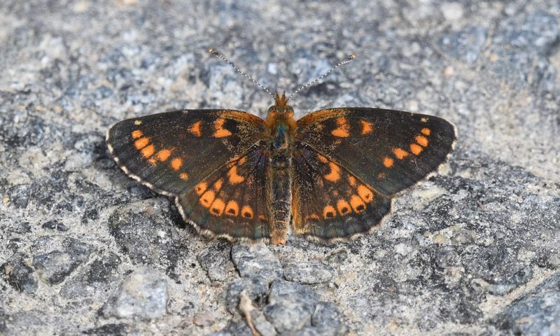 Field Crescent: Phyciodes pulchella