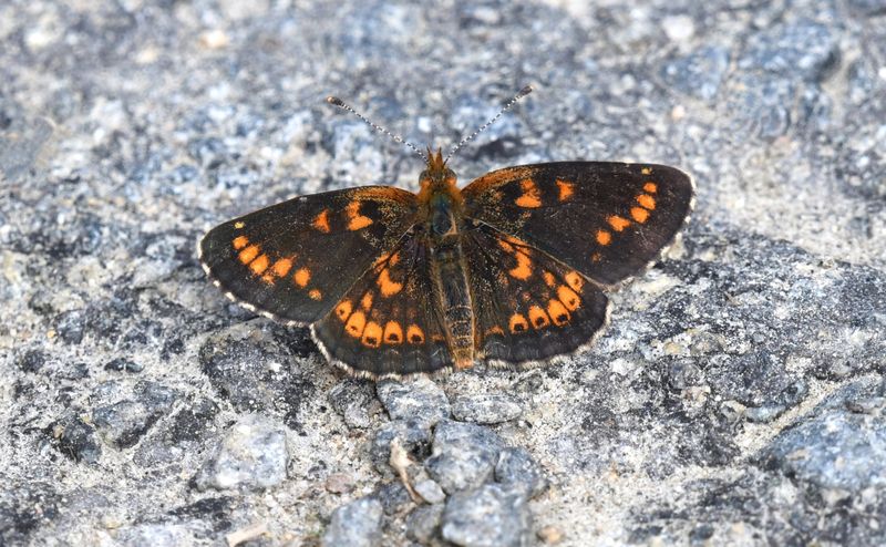 Field Crescent: Phyciodes pulchella