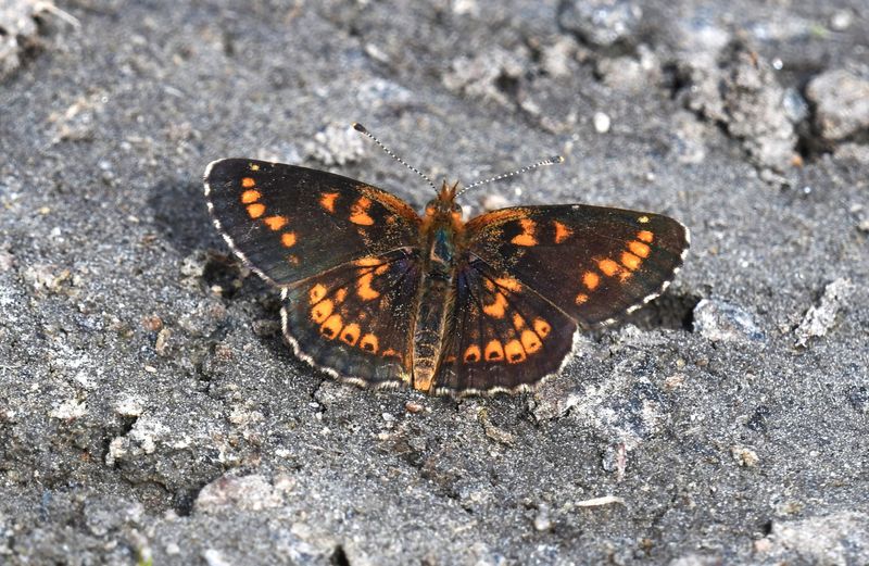 Field Crescent: Phyciodes pulchella