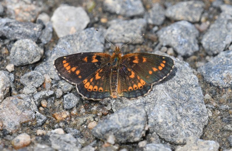 Field Crescent: Phyciodes pulchella