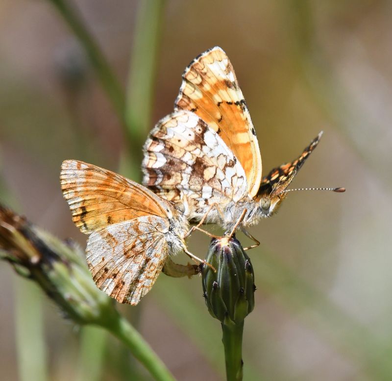 Field Crescent: Phyciodes pulchella with Mylitta Crescent: Phyciodes mylitta