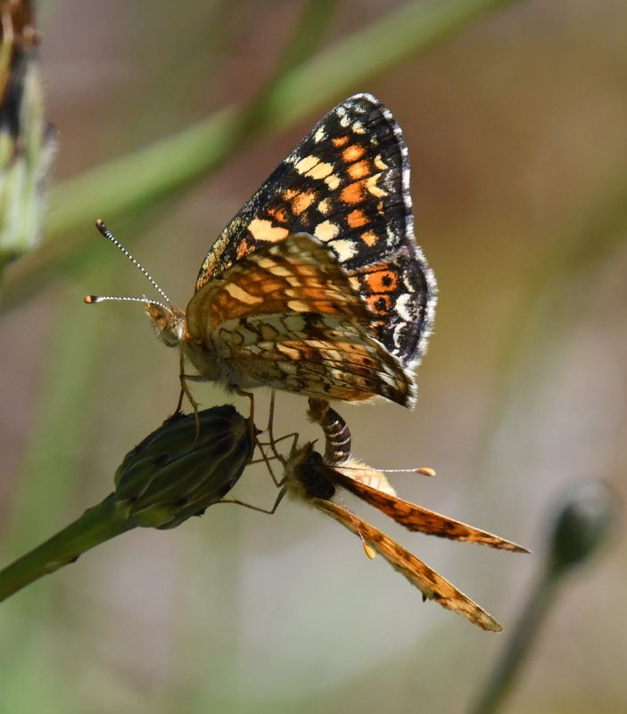 Field Crescent: Phyciodes pulchella with Mylitta Crescent: Phyciodes mylitta