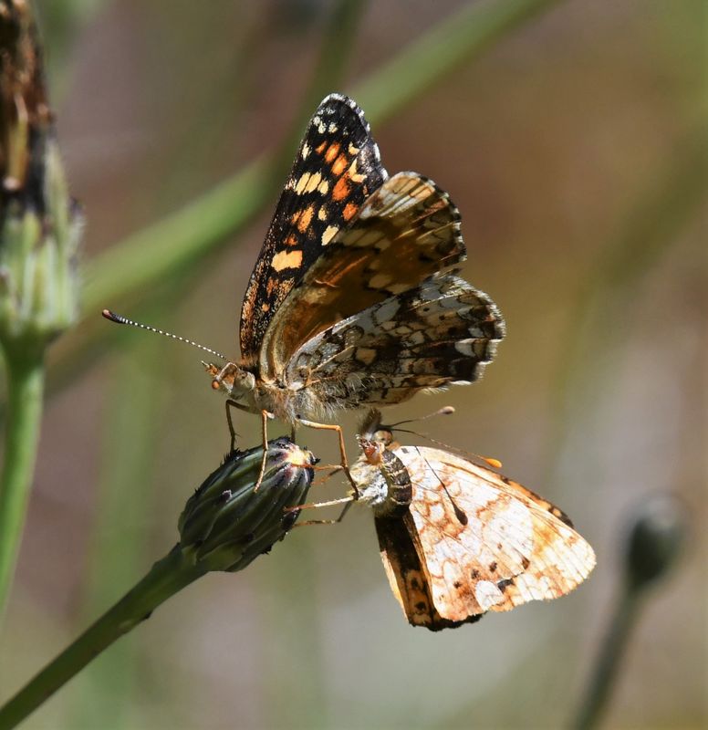 Field Crescent: Phyciodes pulchella with Mylitta Crescent: Phyciodes mylitta