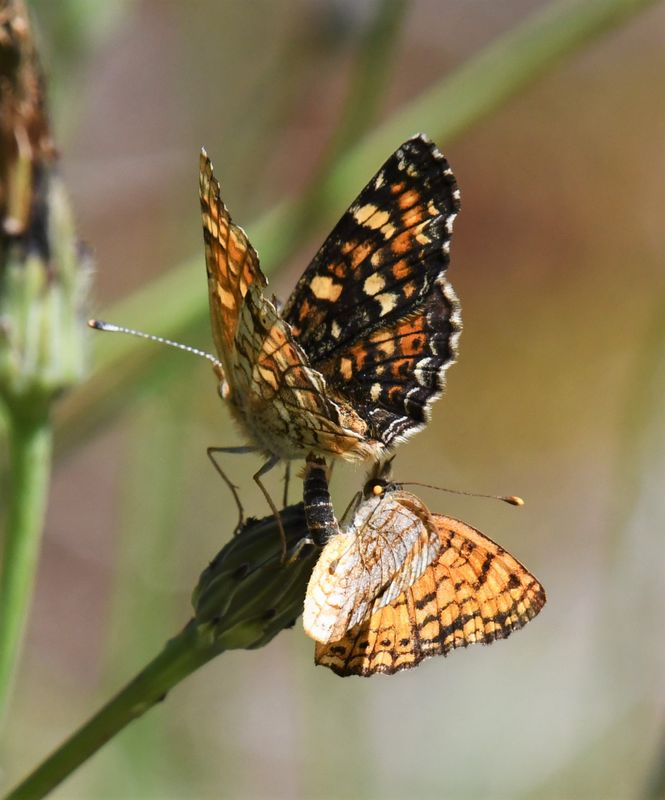 Field Crescent: Phyciodes pulchella with Mylitta Crescent: Phyciodes mylitta