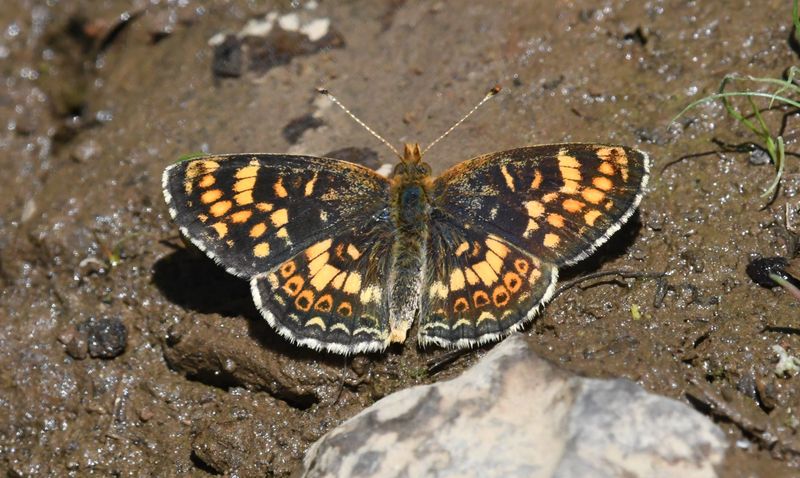 Field Crescent: Phyciodes pulchella