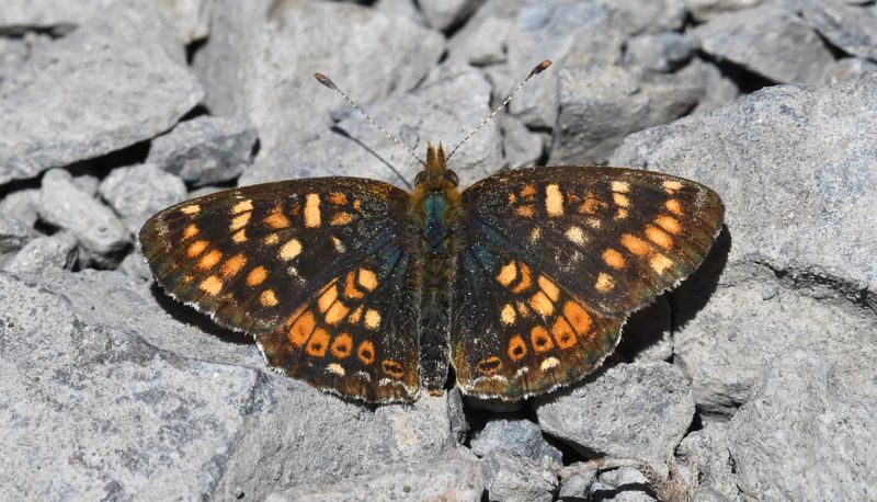 Field Crescent: Phyciodes pulchella