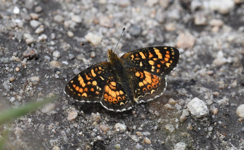 Field Crescent: Phyciodes pulchella