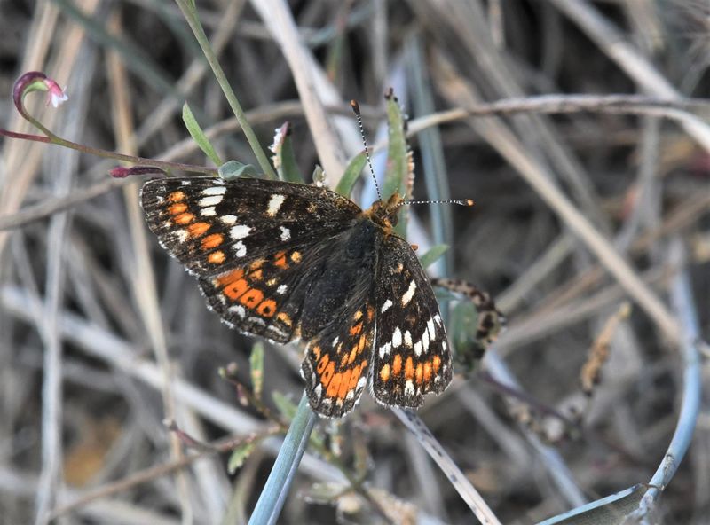 Field Crescent: Phyciodes pulchella