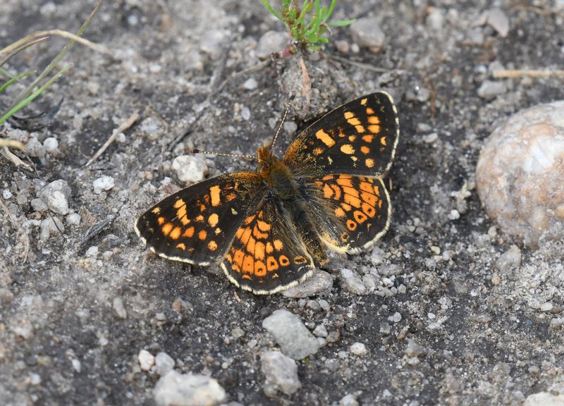 Field Crescent: Phyciodes pulchella