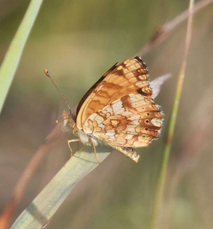 Mylitta Crescent: Phyciodes mylitta