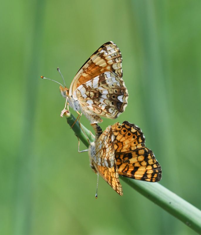Mylitta Crescent: Phyciodes mylitta