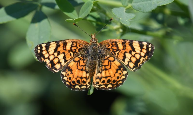 Mylitta Crescent: Phyciodes mylitta