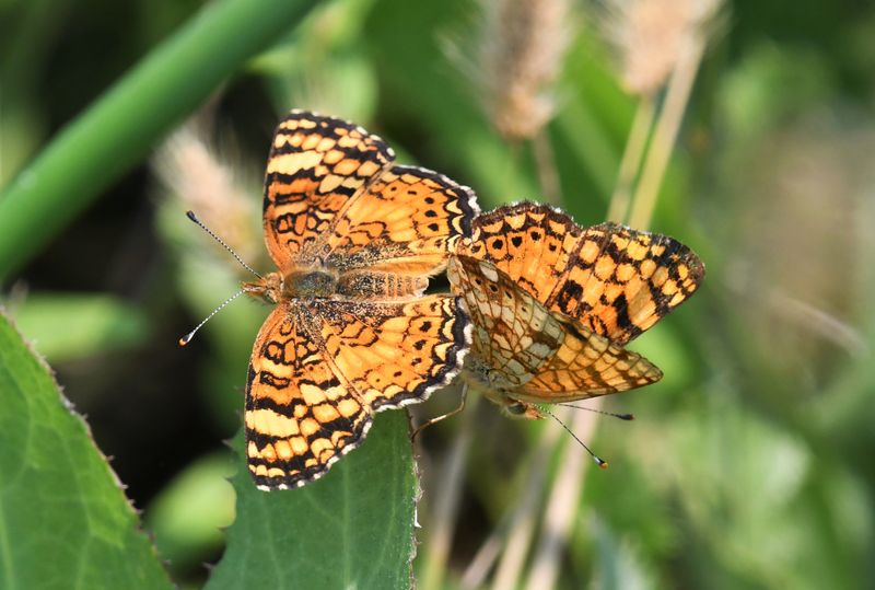 Mylitta Crescent: Phyciodes mylitta