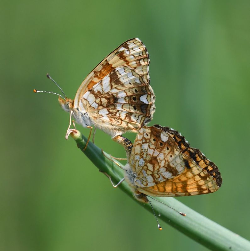 Mylitta Crescent: Phyciodes mylitta