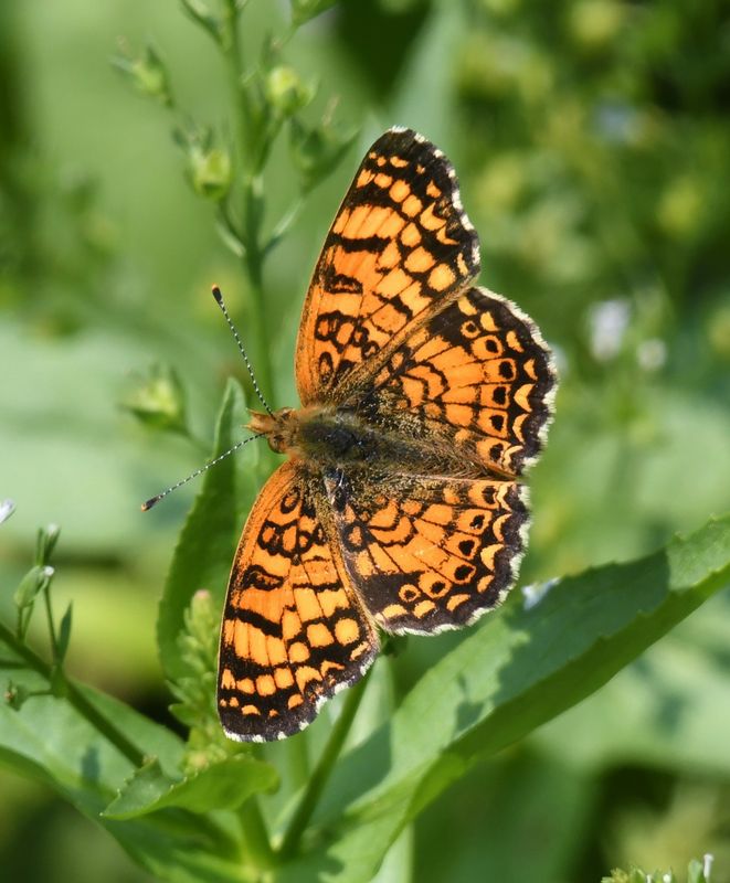 Mylitta Crescent: Phyciodes mylitta