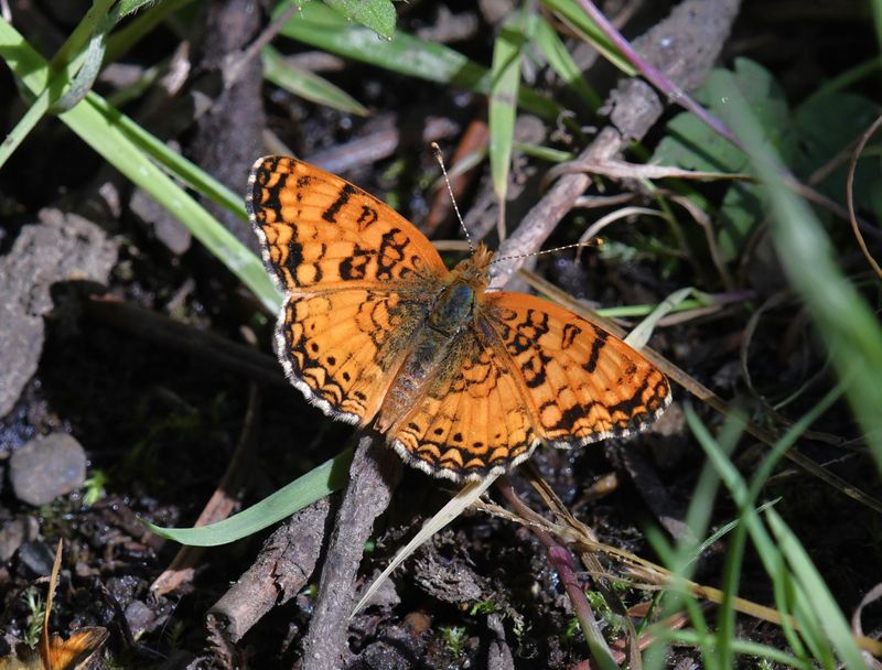 Mylitta Crescent: Phyciodes mylitta