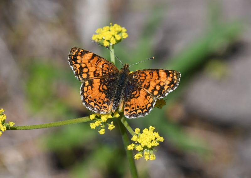 Mylitta Crescent: Phyciodes mylitta