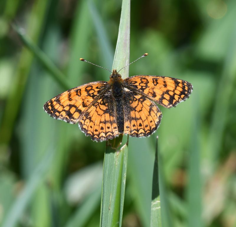Mylitta Crescent: Phyciodes mylitta