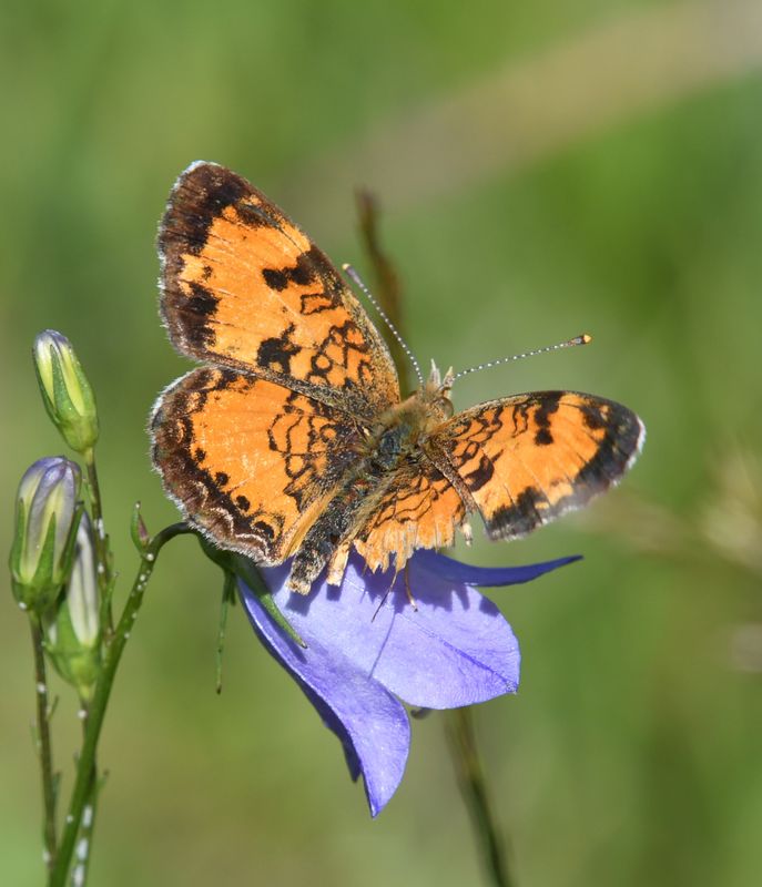 Northern Crescent: Phyciodes cocyta