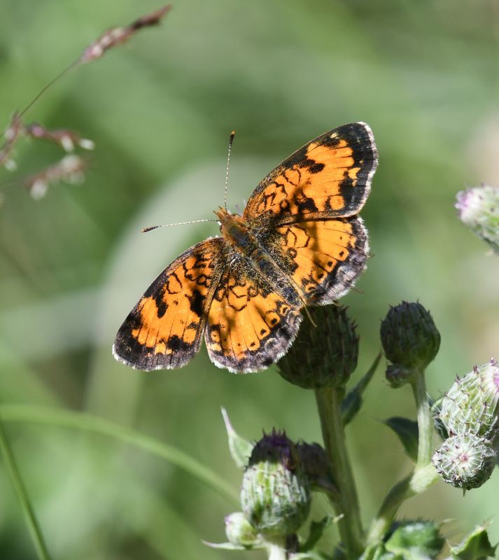 Northern Crescent: Phyciodes cocyta