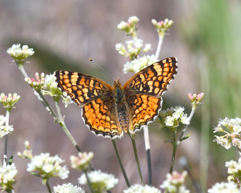Pale Crescent: Phyciodes pallida